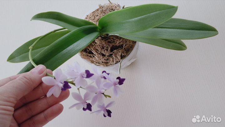 Орхидея 
