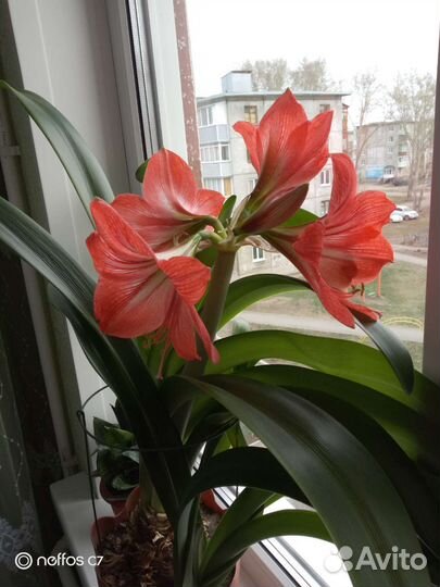 Гиппеаструм