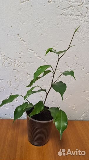 Фикус бенджамина (саженцы)