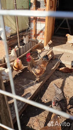 Куры молодки несушки