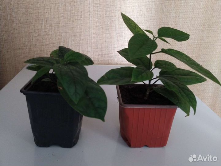 Клеродендрум томпсон