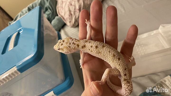 Геккон эублефар самец