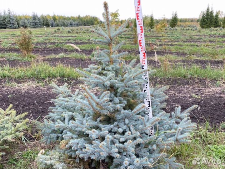 Саженцы Ель Голубая Глаука Мисти Блю крупномеры оп