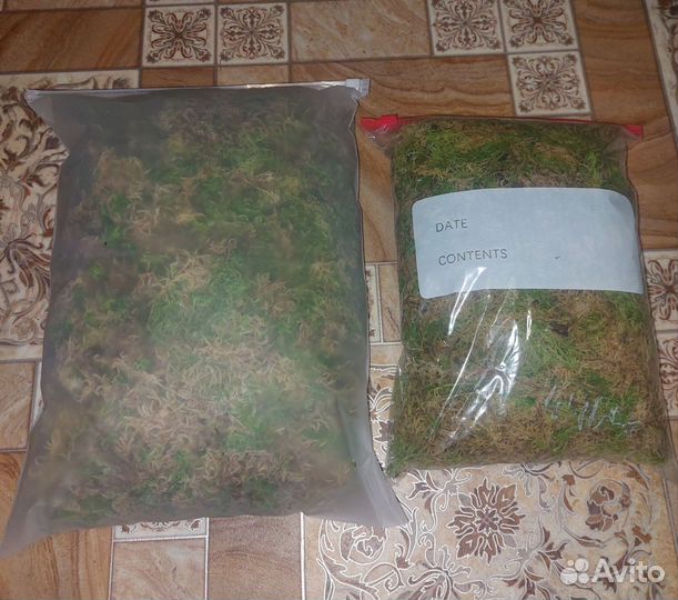 Мох сфагнум магелланский живой