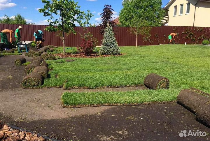 Продажа Рулонного газона