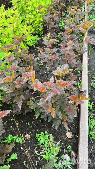 Пузыреплодник калинолистный