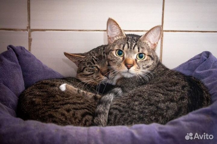 Очень ждет своего человека кот Вася