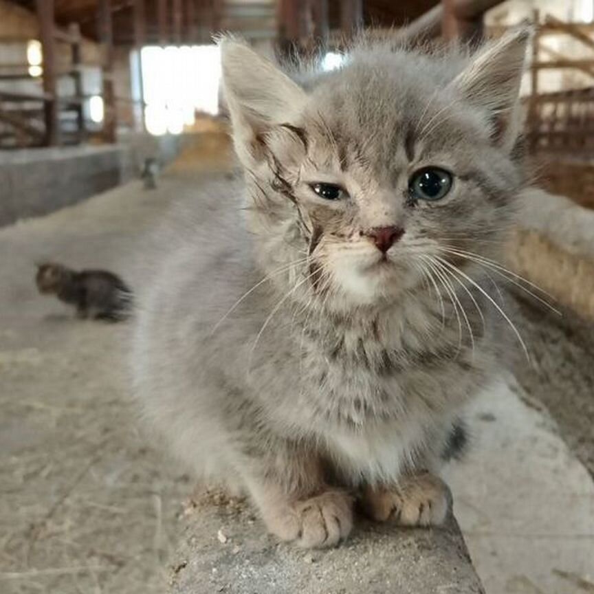 Кошки в добрые руки из Новомихайловки