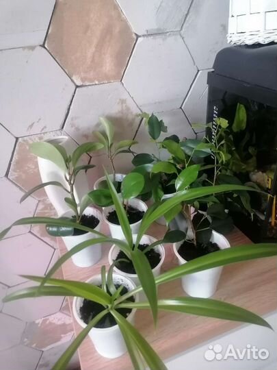 Цветы комнатные