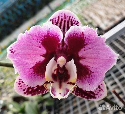 Пелорики бабочки из Азии