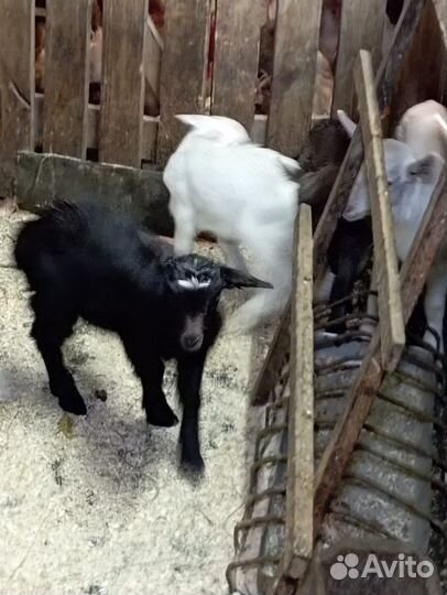 Продам козлят
