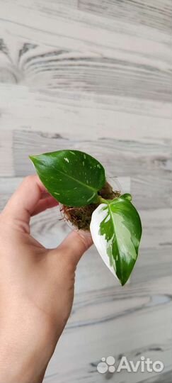 Филодендрон белая принцесса