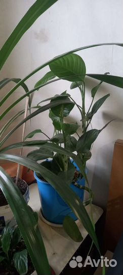 Дендробиум