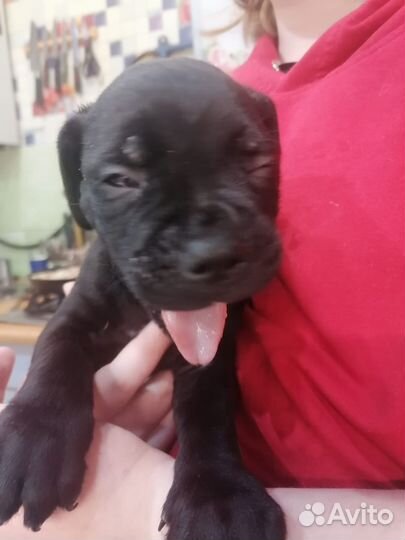 Щенки кане корсо