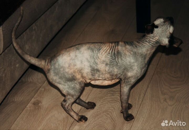 Шикарная кошка канадский сфинкс