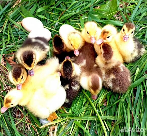 Мускусные индоутята