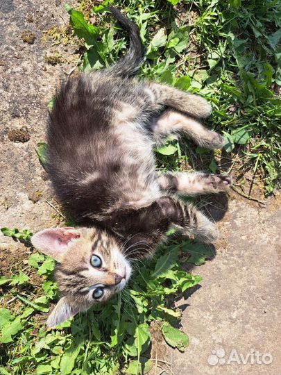 Котята бесплатно