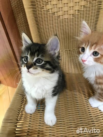 Котята курильского бобтейла