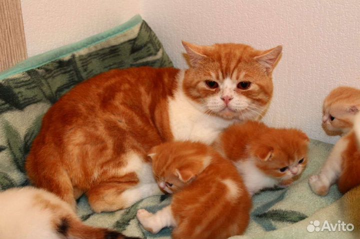 Вязки кошечек