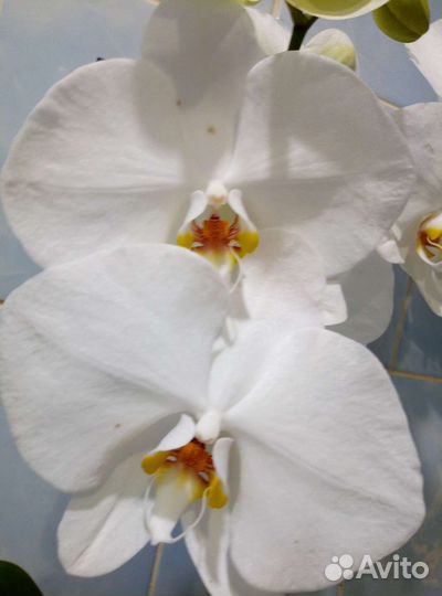 Коллекционные орхидеи