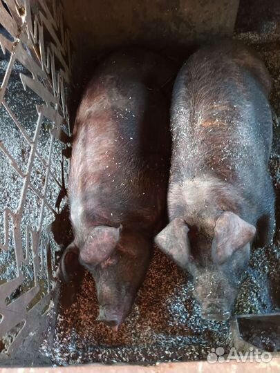Свиньи живой вес