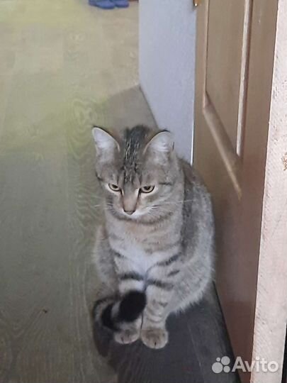 Котики и кошечки в добрые руки