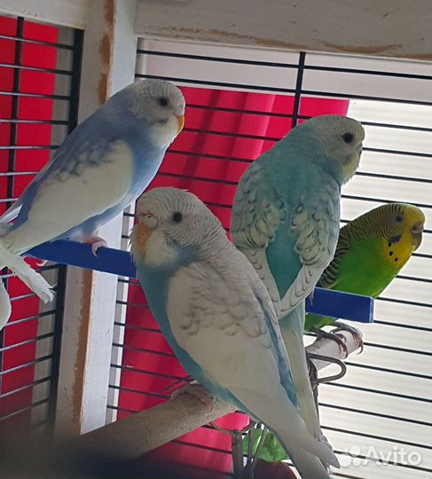 Волнистые попугаи птенчики домашнего разведения
