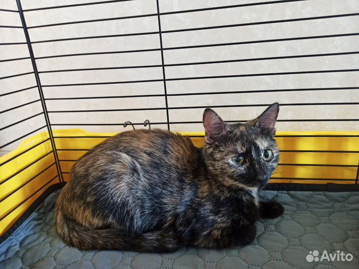 Кошечка котенок в добрые руки