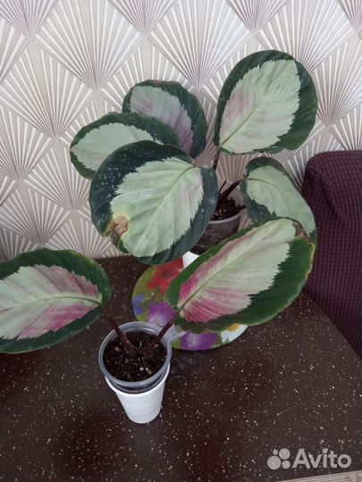 Комнатные цветы