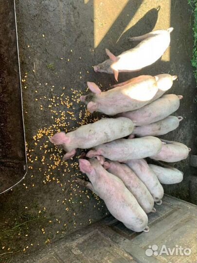 Поросенок ландрас