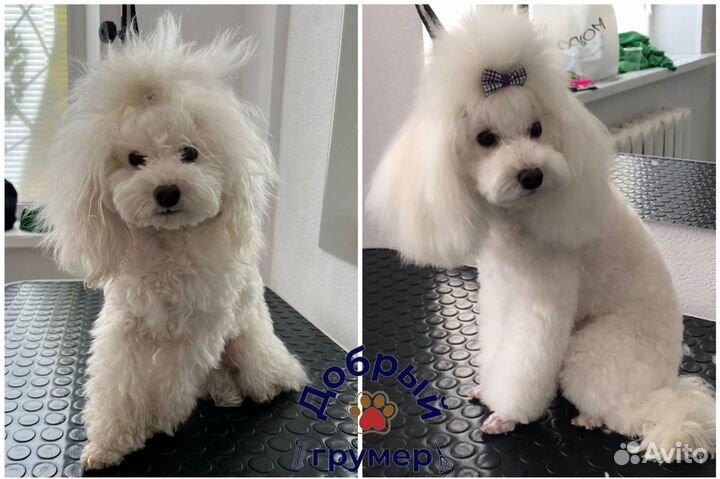 Услуги грумера