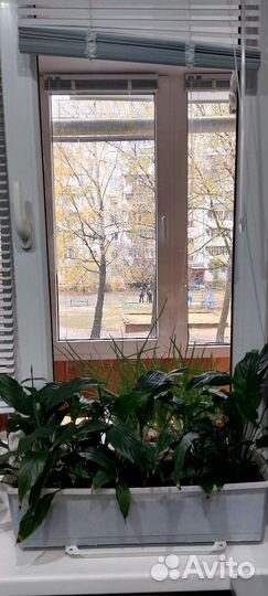 Спатифиллум