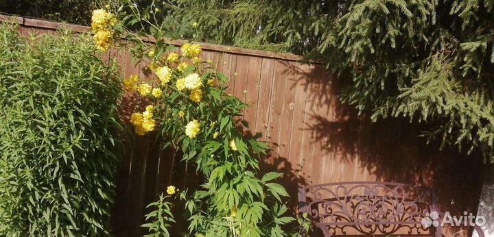 Многолетники 1