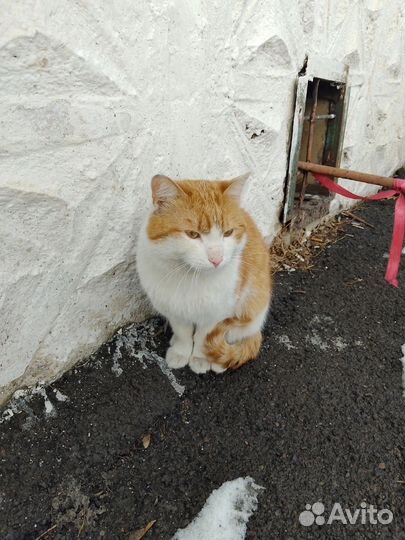 Бездомные котики