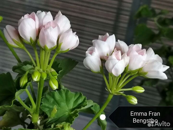 Тюльпановидная пеларгония