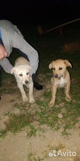 Собака в добрые руки отдам бесплатно