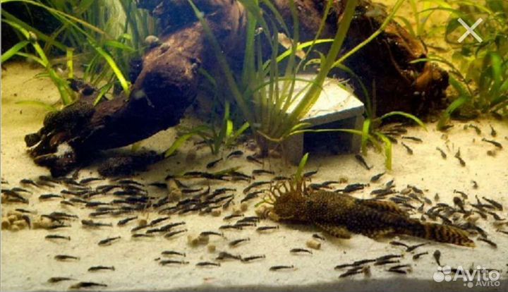 Анциструсы сомики