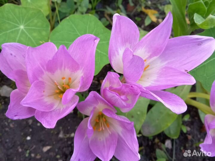 Безвременник луковицы