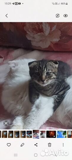 Котята в добрые руки бесплатно