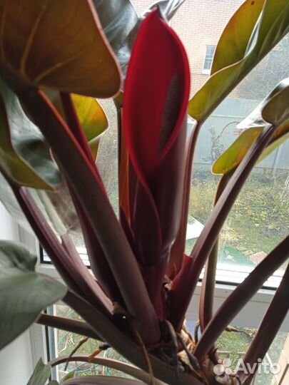 Филодендрон розовая принцесса