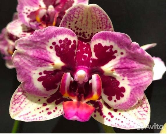 Орхидея фаленопсис Dream Diamond