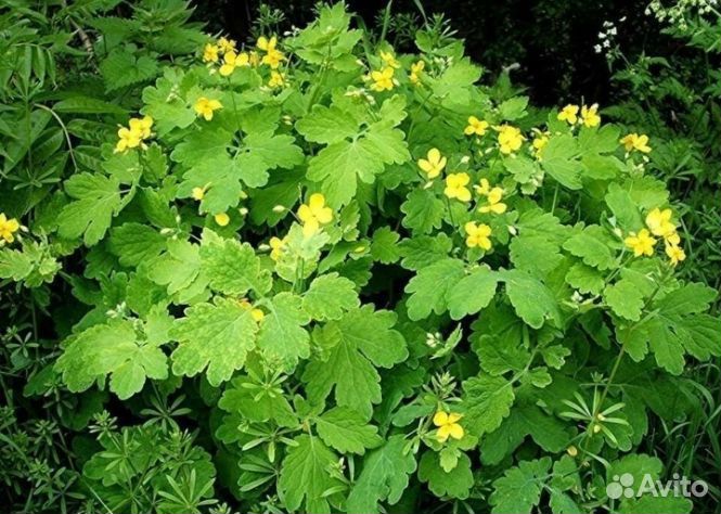 Сок чистотела