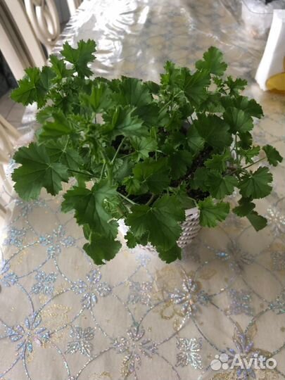 Пеларгония королевская герань мини