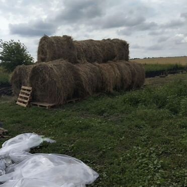 Продам сено в рулонах