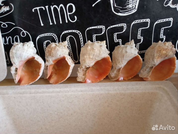 Ракушка рапана