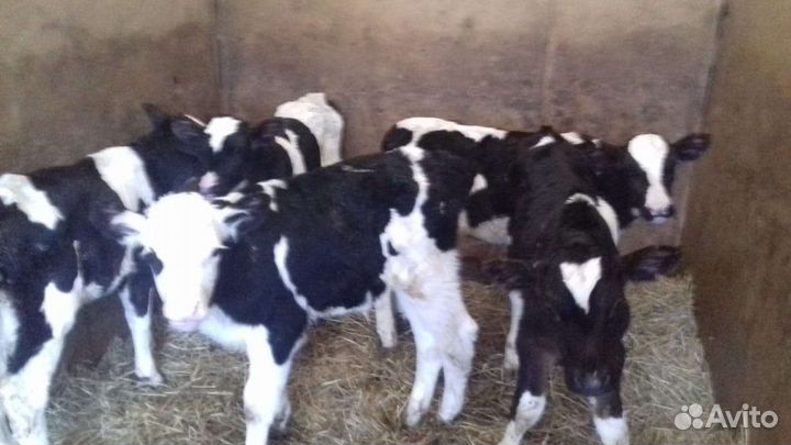 Бычки 1-2месяца