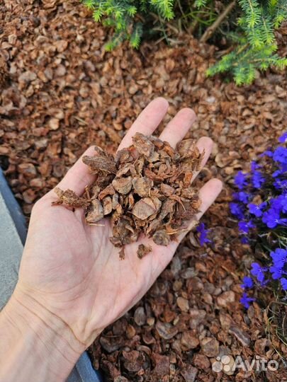 Мульча (отлет кедровых шишек)