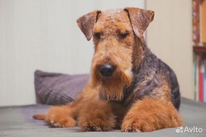 Щенки эрдельтерьера