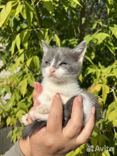 Кошки бесплатно