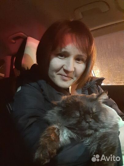 Персидский кот вязка